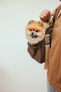 Viajando com o cãozinho